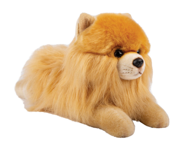 Pies Pomeranian 30 cm