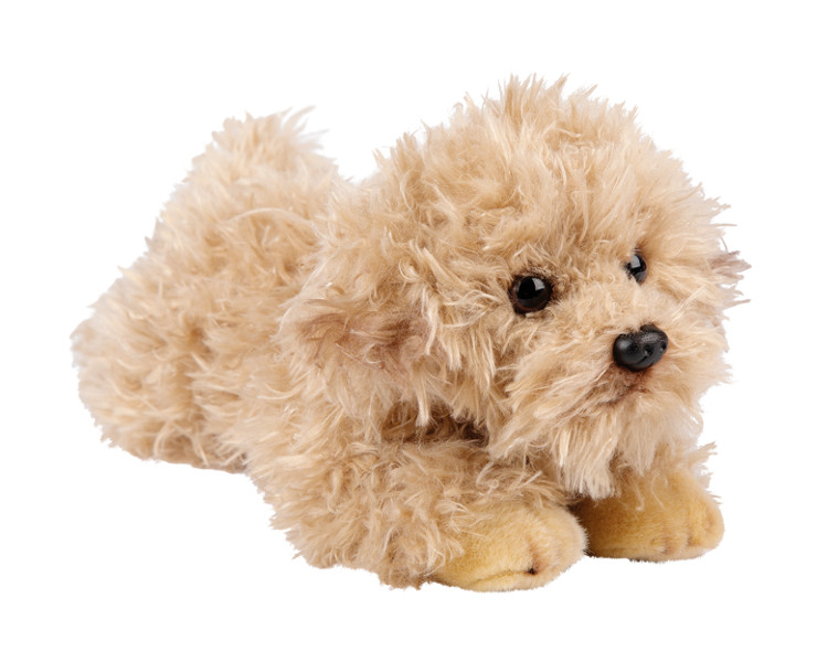 Pies Labradoodle 30 cm