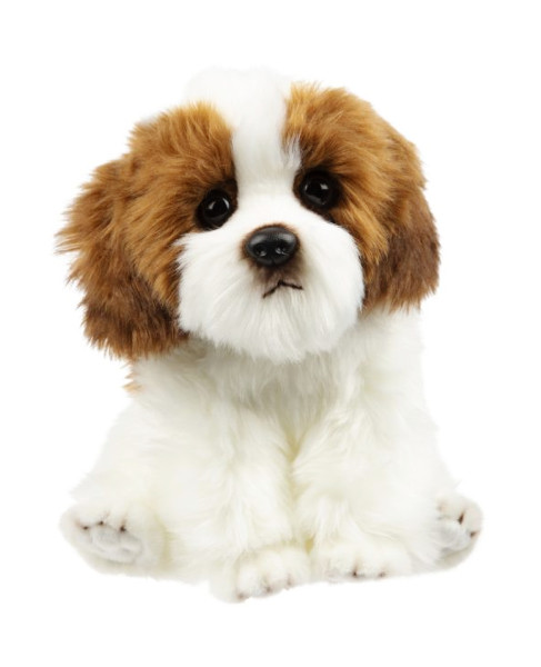 Pies Shih Tzu