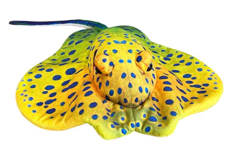 Płaszczka żółta 55cm