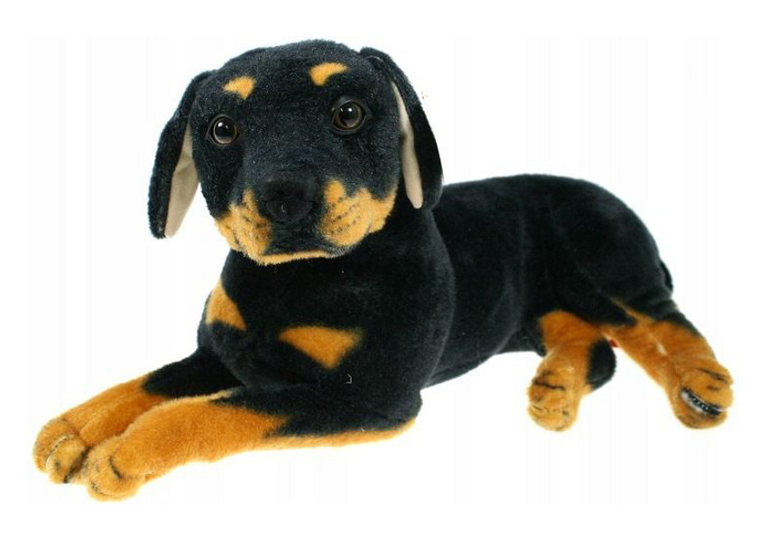Pies Rotwailer 47cm