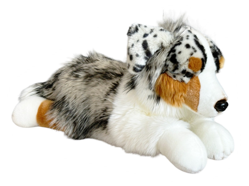 Pies australijski leżący 61 cm