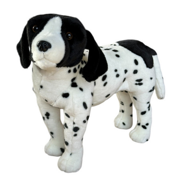 Pies angielski pointer