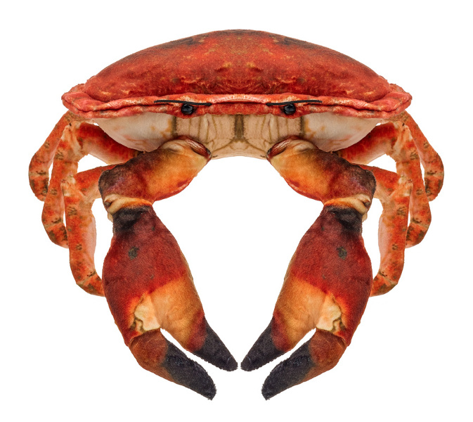 Krab słonowodny 26cm