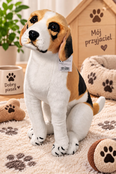 Pies beagle