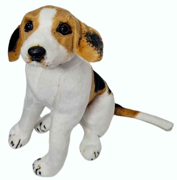 Pies beagle