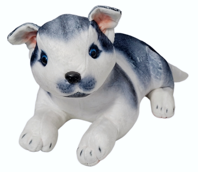 Pies husky