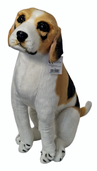 Pies beagle